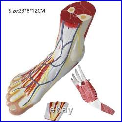 Human Foot Muscle Hierarchy Anatomy Model Parts Medical Laboratory Supplies