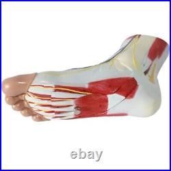Human Foot Muscle Hierarchy Anatomy Model Parts Medical Laboratory Supplies