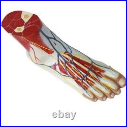 Human Foot Muscle Hierarchy Anatomy Model Parts Medical Laboratory Supplies