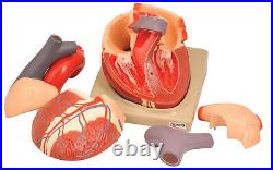 Human Heart Model 2X Life Size 7 Parts Eisco Labs