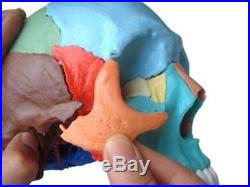 Human Medical Anatomical Adult Osteopathic Skull Model, 22-Part Didactic Colored