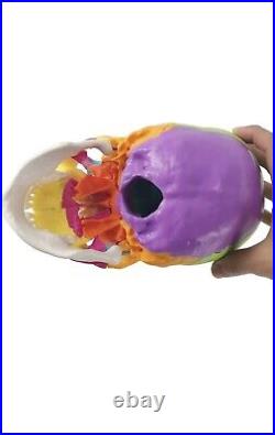 Human Skull Model Adult Didactic Version, 22 Parts Skull LIFE-SIZE Anatomical