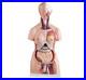 Human Torso Anatomy Model 85cm 23 Detachable Parts Medical Study Model