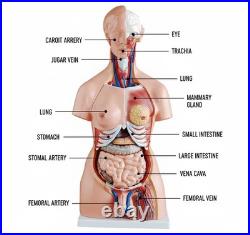 Human Torso Anatomy Model 85cm 23 Detachable Parts Medical Study Model