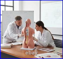 Human Torso Anatomy Model 85cm 23 Detachable Parts Medical Study Model