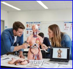 Human Torso Anatomy Model 85cm 23 Detachable Parts Medical Study Model