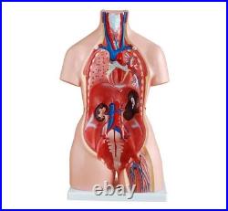 Human Torso Anatomy Model 85cm 23 Detachable Parts Medical Study Model
