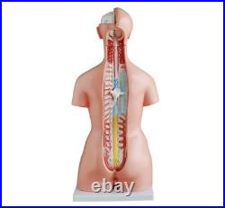 Human Torso Anatomy Model 85cm 23 Detachable Parts Medical Study Model