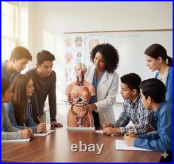 Human Torso Anatomy Model 85cm 23 Detachable Parts Medical Study Model