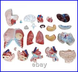 Human Torso Anatomy Model 85cm 23 Detachable Parts Medical Study Model