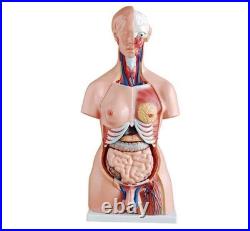 Human Torso Anatomy Model 85cm 23 Detachable Parts Medical Study Model