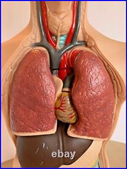 Human Torso Body Organ Anatomy Model Parts Head Brain Heart Lung Medical Science
