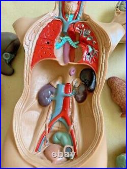 Human Torso Body Organ Anatomy Model Parts Head Brain Heart Lung Medical Science