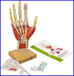 Life-Size Anatomical Hand Model with Muscles, Ligaments & Nerves, 7 Parts