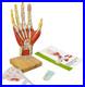 Life-Size Anatomical Hand Model with Muscles, Ligaments & Nerves, 7 Parts
