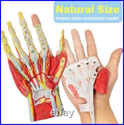Life-Size Anatomical Hand Model with Muscles, Ligaments & Nerves, 7 Parts