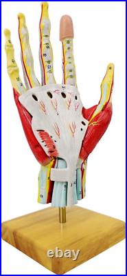Life-Size Anatomical Hand Model with Muscles, Ligaments & Nerves, 7 Parts