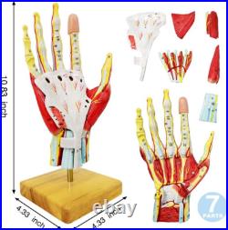 Life-Size Anatomical Hand Model with Muscles, Ligaments & Nerves, 7 Parts