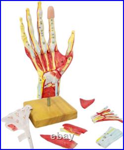 Life-Size Anatomical Hand Model with Muscles, Ligaments & Nerves, 7 Parts