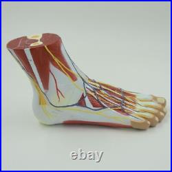Life Size Human Foot Anatomy Model Leg Muscle Organ Artery Nervous System 4Parts