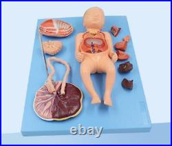 Medical Anatomy fetal blood circulation model 13parts
