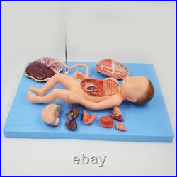 Medical Anatomy fetal blood circulation model 13parts