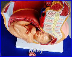 Model Anatomy Professional Medical Human Female Pelvis 4 Parts IT-063 USA ARTMED