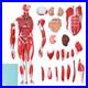 New Anatom Human Anatomy Models Bundle Teaching Set 1/2 Life Size 27 Parts