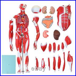 New Anatom Human Anatomy Models Bundle Teaching Set 1/2 Life Size 27 Parts