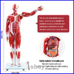 New Anatom Human Anatomy Models Bundle Teaching Set 1/2 Life Size 27 Parts