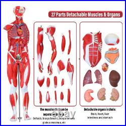 New Anatom Human Anatomy Models Bundle Teaching Set 1/2 Life Size 27 Parts
