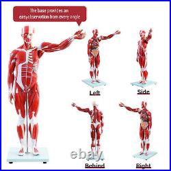 New Anatom Human Anatomy Models Bundle Teaching Set 1/2 Life Size 27 Parts