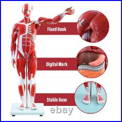 New Anatom Human Anatomy Models Bundle Teaching Set 1/2 Life Size 27 Parts