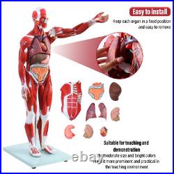 New Anatom Human Anatomy Models Bundle Teaching Set 1/2 Life Size 27 Parts