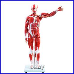 New Anatom Human Anatomy Models Bundle Teaching Set 1/2 Life Size 27 Parts