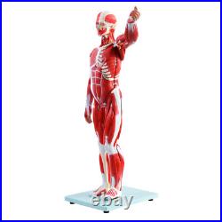 New Anatom Human Anatomy Models Bundle Teaching Set 1/2 Life Size 27 Parts