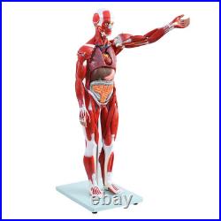 New Anatom Human Anatomy Models Bundle Teaching Set 1/2 Life Size 27 Parts