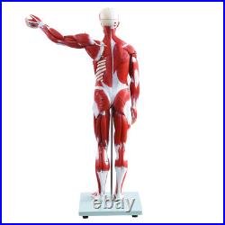 New Anatom Human Anatomy Models Bundle Teaching Set 1/2 Life Size 27 Parts