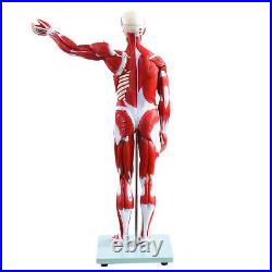 New Anatom Human Anatomy Models Bundle Teaching Set 1/2 Life Size 27 Parts