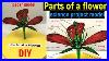 Parts Of A Flower 3d Model Parts Of A Flower Model Project Work Science Project Model Diy