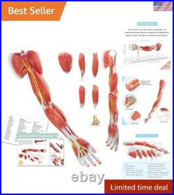Portable 7-Part Muscular Arm Anatomical Model with Stand for Clinical Education Portable 7-Part Muscular Arm Anatomical Model with Stand for Clinical Education