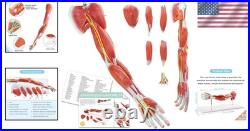 Portable 7-Part Muscular Arm Anatomical Model with Stand for Clinical Education Portable 7-Part Muscular Arm Anatomical Model with Stand for Clinical Education