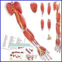 Portable 7-Part Muscular Arm Anatomical Model with Stand for Clinical Education