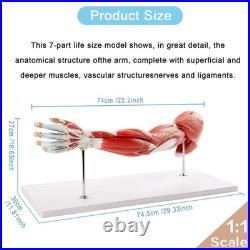 Portable 7-Part Muscular Arm Anatomical Model with Stand for Clinical Education