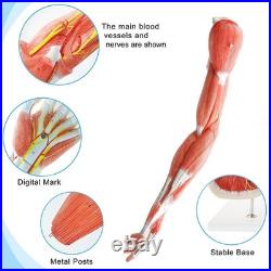 Portable 7-Part Muscular Arm Anatomical Model with Stand for Clinical Education