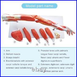 Portable 7-Part Muscular Arm Anatomical Model with Stand for Clinical Education
