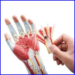 Portable 7-Part Muscular Arm Anatomical Model with Stand for Clinical Education Portable 7-Part Muscular Arm Anatomical Model with Stand for Clinical Education