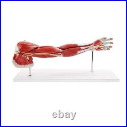 Portable 7-Part Muscular Arm Anatomical Model with Stand for Clinical Education