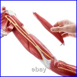 Portable 7-Part Muscular Arm Anatomical Model with Stand for Clinical Education