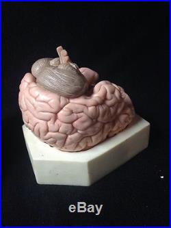 SOMSO Brain Model Natural cast BS22 4 Parts Anatomical Model BS 22